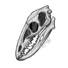 Coelophysis Skull BG