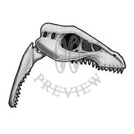 Velociraptor Skull BG