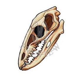 Coelophysis Skull