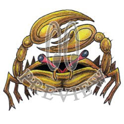 Cancer Crab 02
