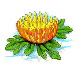 Chrysanthemum in Water